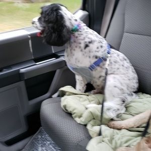 Meet your Posher, Ralph